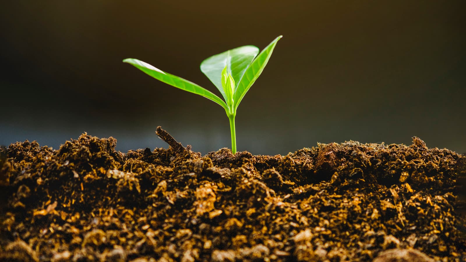 Agricultural Technician